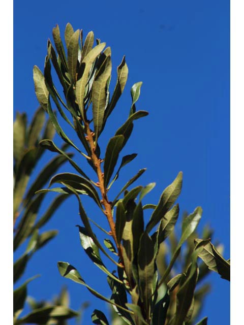 Morella cerifera (Wax myrtle ) #59778