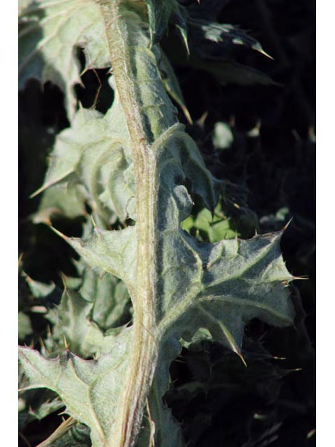 Cirsium texanum (Texas thistle) #59786