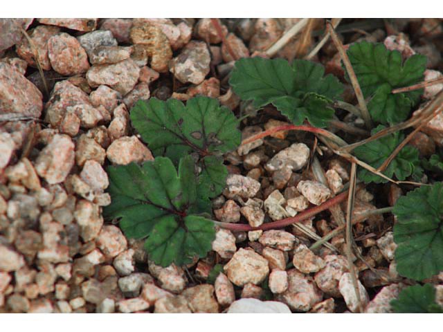 Erodium texanum (Texas stork's bill) #59827