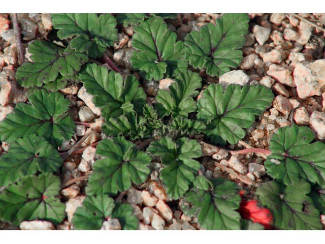 Erodium texanum (Texas stork's bill) #59828