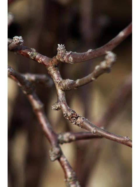 Jatropha dioica (Leatherstem) #59852