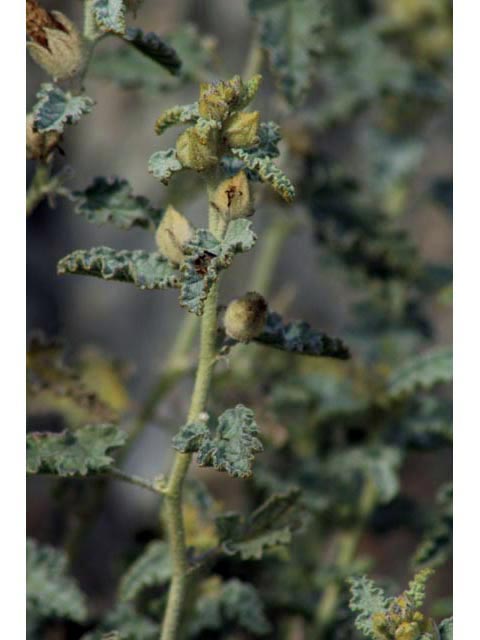 Sphaeralcea incana (Gray globemallow) #59854