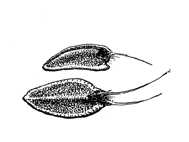 Jefea brevifolia (Shortleaf jefea) #34047