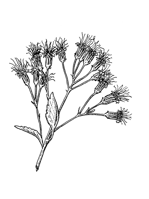 Ageratina havanensis (Shrubby boneset) #60230