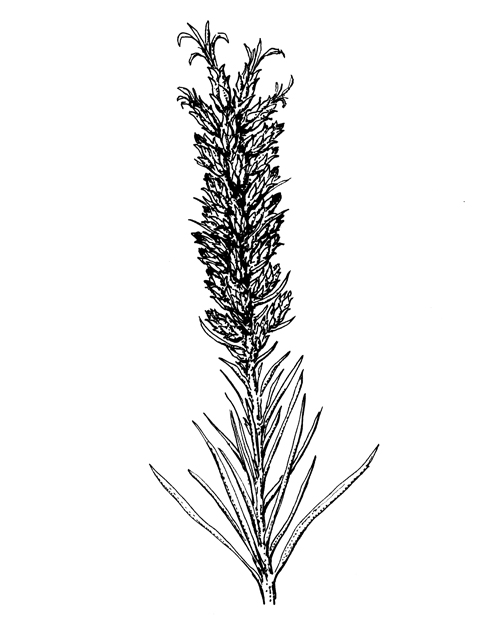 Liatris punctata var. mucronata (Texas gayfeather) #60257