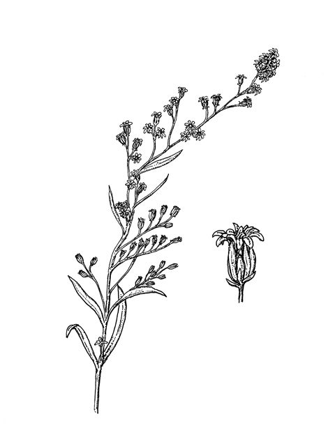 Solidago juliae (Julia's goldenrod) #60282