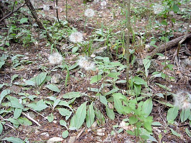 Chaptalia texana (Texas silverpuff) #14662