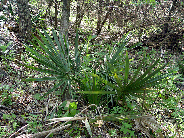 Sabal minor (Dwarf palmetto) #14682