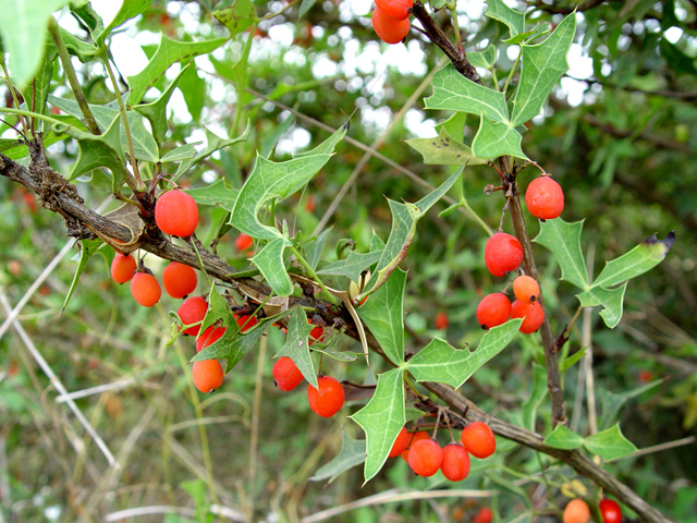 Mahonia trifoliolata (Agarita) #14697