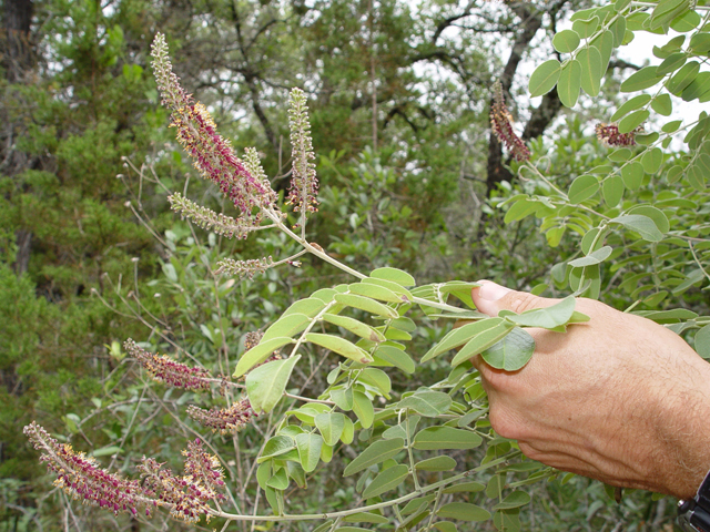 Amorpha roemeriana (Roemer's false indigo) #14702