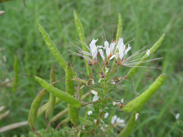 Polanisia dodecandra (Redwhisker clammyweed) #14716