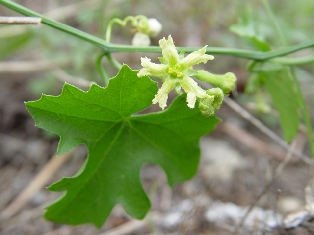 Ibervillea lindheimeri (Balsam gourd) #14746