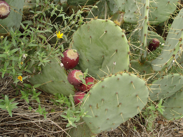 Opuntia engelmannii (Cactus apple) #14762