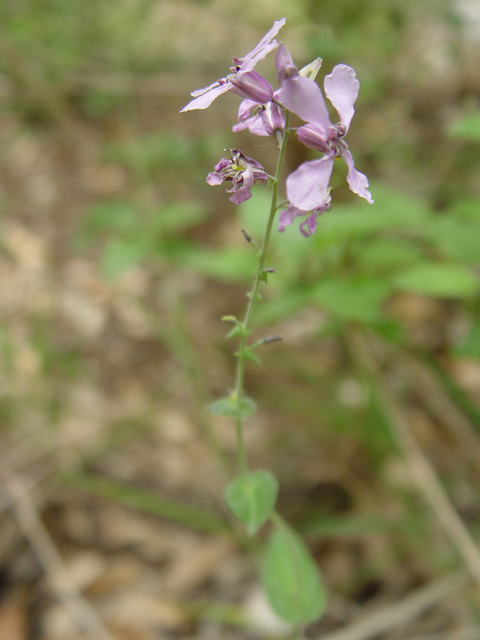 Streptanthus bracteatus (Bracted twistflower) #14781