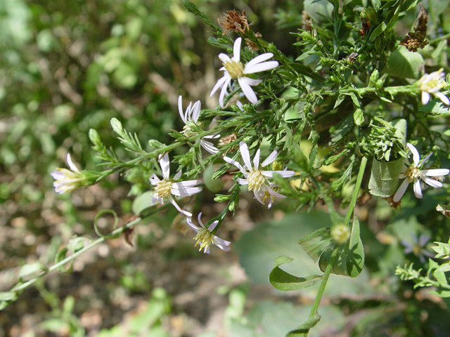 Symphyotrichum drummondii var. texanum (Drummond's aster) #14786