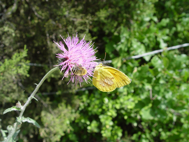 Cirsium texanum (Texas thistle) #14792