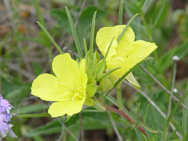 Oenothera macrocarpa ssp. macrocarpa (Bigfruit evening-primrose) #14810