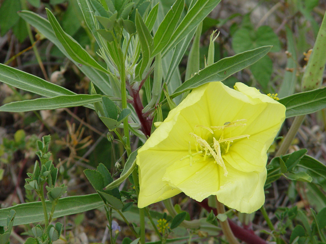 Oenothera macrocarpa ssp. macrocarpa (Bigfruit evening-primrose) #14812