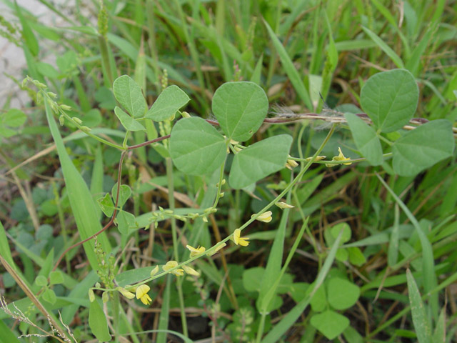 Rhynchosia minima (Least snoutbean) #14863