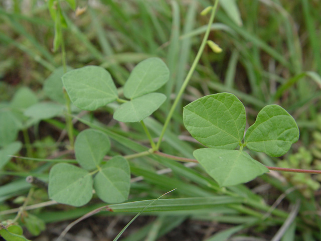 Rhynchosia minima (Least snoutbean) #14864