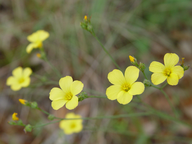 Linum rupestre (Rock flax) #14870