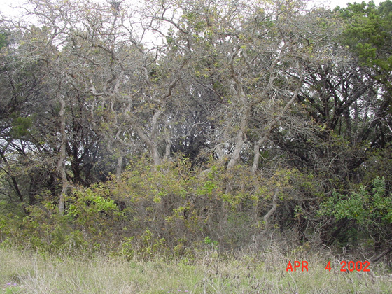 Quercus sinuata (Bastard oak) #14877