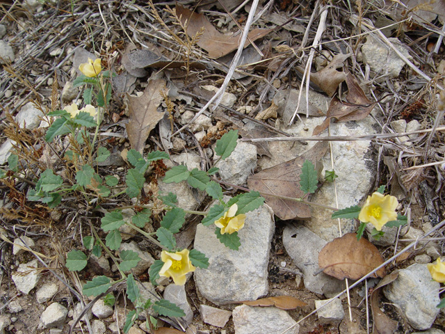 Sida abutifolia (Spreading fanpetals) #14878