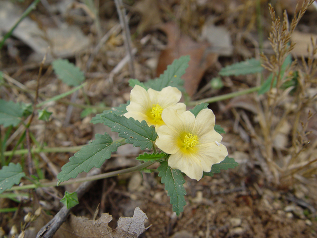 Sida abutifolia (Spreading fanpetals) #14879