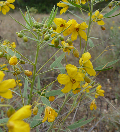 Senna roemeriana (Twoleaf senna) #14891