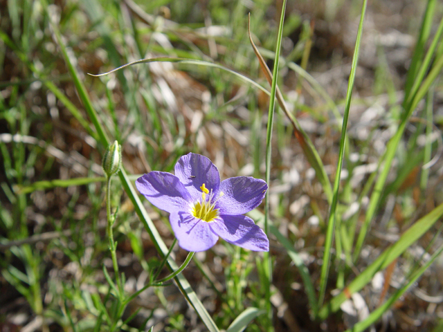 Giliastrum rigidulum (Bluebowls) #14914