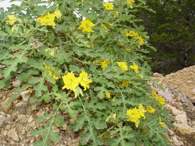 Solanum rostratum (Buffalo bur) #14919