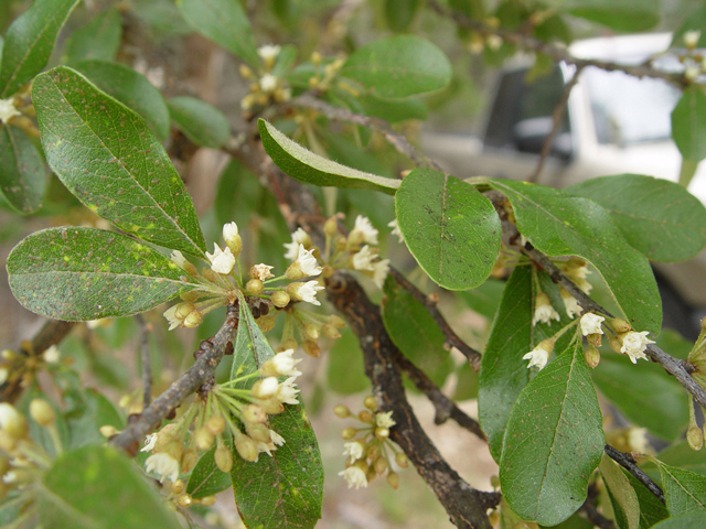 Sideroxylon lanuginosum (Gum bumelia) #14920