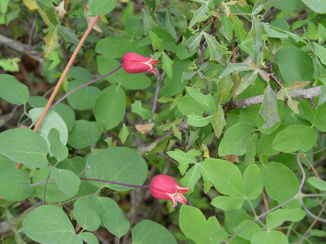 Clematis texensis (Scarlet clematis) #14923