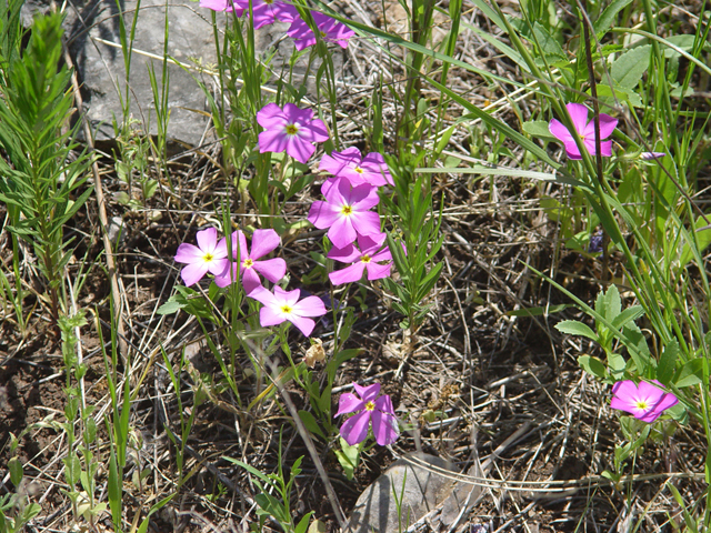 Phlox roemeriana (Goldeneye phlox) #14944