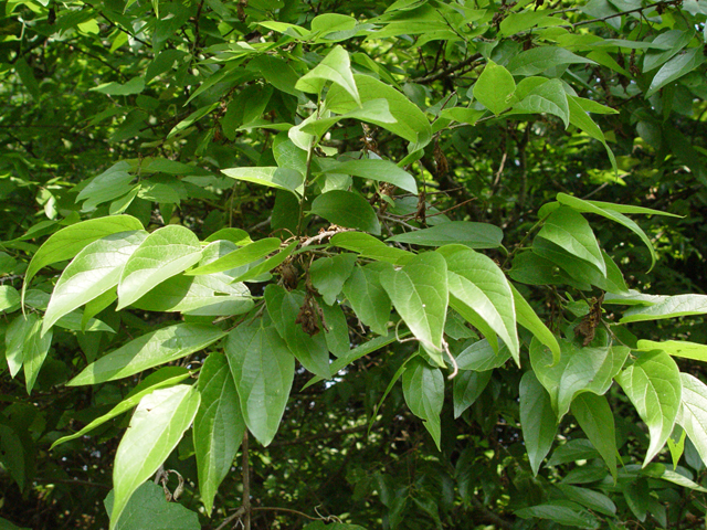 Celtis laevigata (Sugar hackberry) #14950