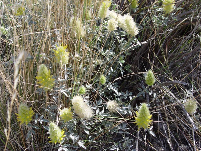 Dalea aurea (Golden dalea) #16923