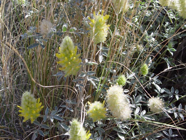 Dalea aurea (Golden dalea) #16924