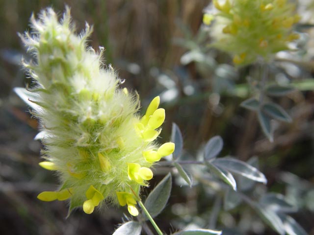 Dalea aurea (Golden dalea) #16925