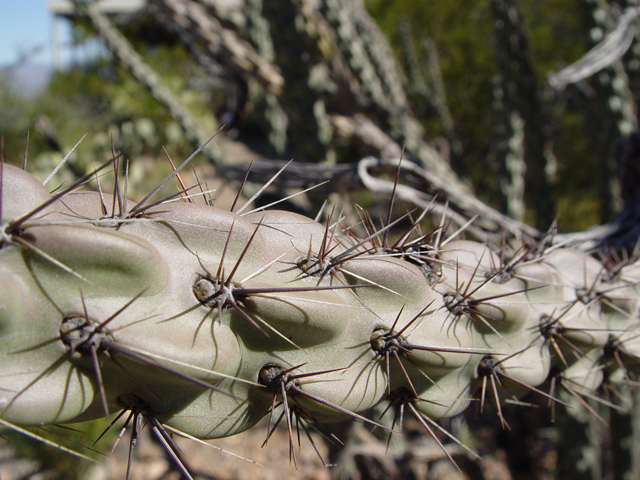 Cylindropuntia imbricata var. imbricata (Tree cholla) #16950