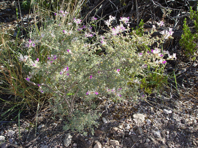 Dalea formosa (Featherplume) #16975