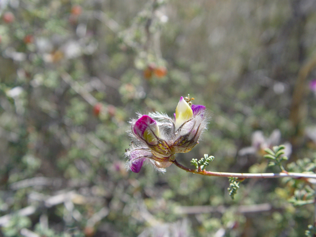 Dalea formosa (Featherplume) #16976