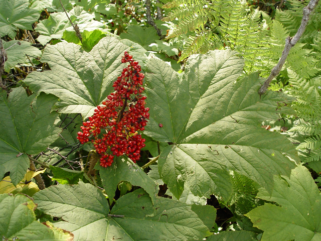 Oplopanax horridus (Devil's club) #16978