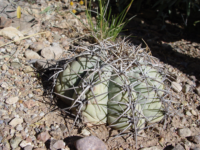 Echinocactus horizonthalonius (Devilshead) #16980