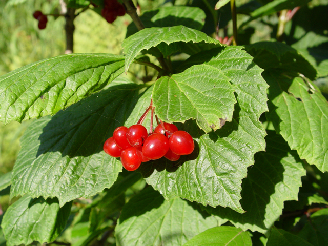 Viburnum edule (Squashberry) #17000