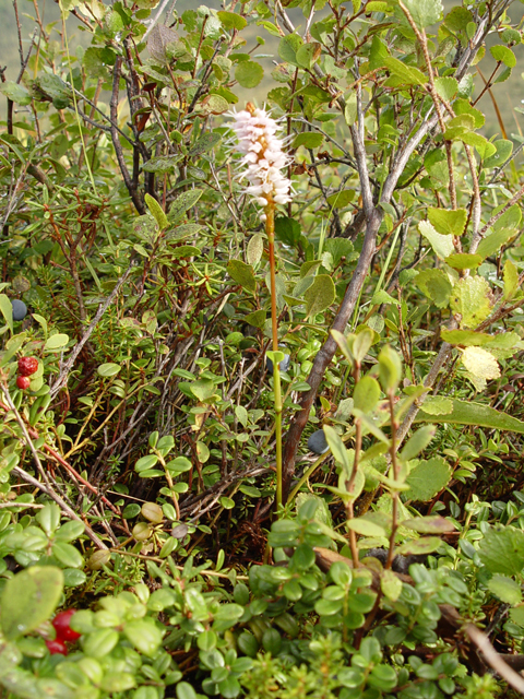 Polygonum bistorta (Meadow bistort) #17023