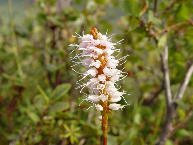 Polygonum bistorta (Meadow bistort) #17024