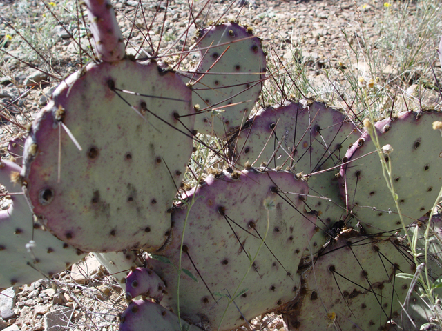 Opuntia macrocentra (Purple pricklypear) #17027