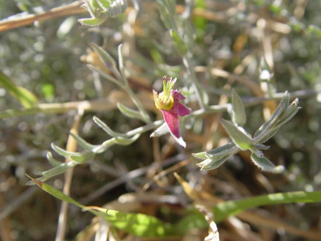 Krameria grayi (White ratany) #17036