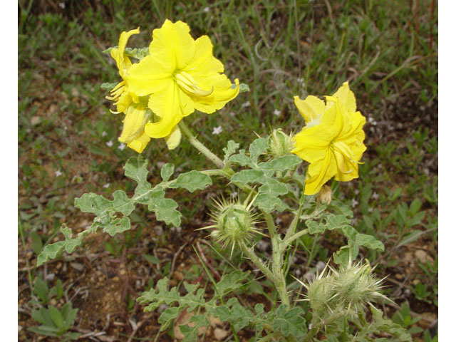 Solanum rostratum (Buffalo bur) #19606