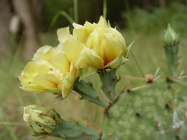 Opuntia engelmannii (Cactus apple) #19618